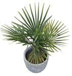 Chinese waaierpalm,trachycarpus fortunei, 120 cm, 2 plant/pot - afbeelding 1