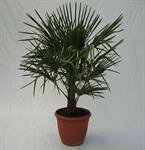 Chinese waaierpalm,trachycarpus fortunei, 120 cm, 2 plant/pot - afbeelding 5