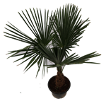 Chinese waaierpalm,trachycarpus fortunei, 120 cm, 2 plant/pot - afbeelding 2