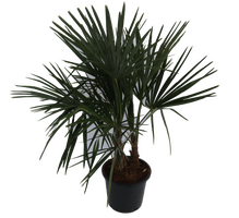 Chinese waaierpalm,trachycarpus fortunei, 120 cm, 2 plant/pot - afbeelding 6