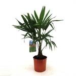 Chinese waaierpalm,trachycarpus fortunei, 60 cm hoog - afbeelding 1