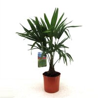 Chinese waaierpalm,trachycarpus fortunei, 60 cm hoog - afbeelding 1