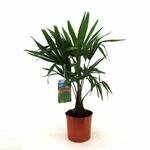 Chinese waaierpalm,trachycarpus fortunei, pot 20, h 70 cm
