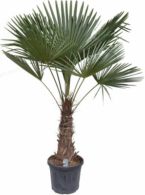 Chinese waaierpalm,Trachycarpus, pot 70 cm, stam hoogte 220 cm - afbeelding 1