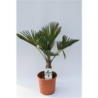 Chinese waaierpalm,Trachycarpus wagnerianus, pot 25 cm, planthoogte 90 cm - afbeelding 2