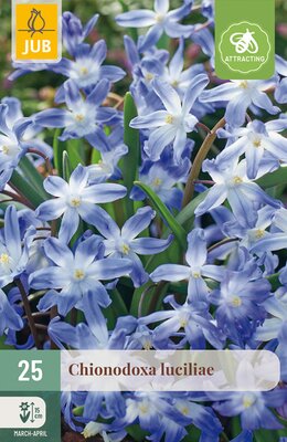 Chionodoxa luciliae, 25 stuks
