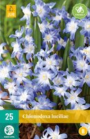 Chionodoxa luciliae (gigantea) 25st - afbeelding 2