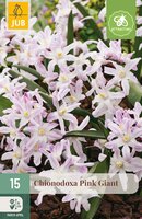 Chionodoxa Pink Giant, 15 stuks