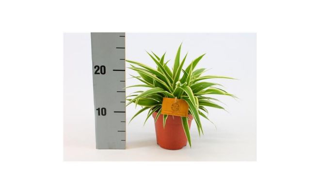 Chlorophytum com. 'Ocean (Graslelie), pot 12 cm, h 20 cm