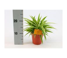 Chlorophytum com. 'Ocean (Graslelie), pot 12 cm, h 20 cm