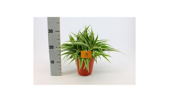 Chlorophytum com. 'Ocean (Graslelie), pot 15 cm, h 25 cm