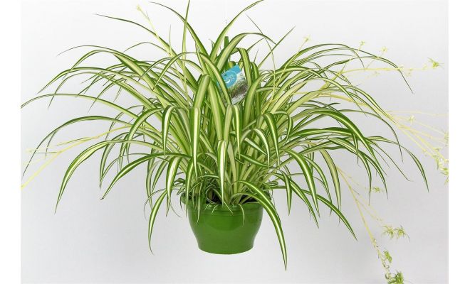 Chlorophytum Comosum Vittatum (Graslelie) (Hangplant), pot 19 cm, h 60 cm