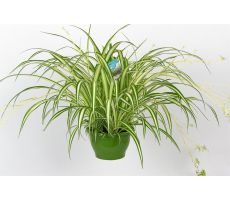 Chlorophytum Comosum Vittatum (Graslelie) (Hangplant), pot 19 cm, h 60 cm