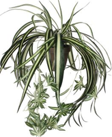 Chlorophytum hang in pot d45cm groen