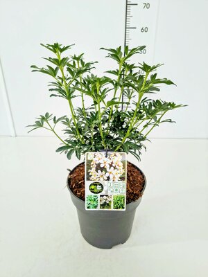 Choisya ternata Greenfingers, pot 17 cm, h 40 cm