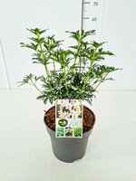 Choisya ternata Greenfingers, pot 17 cm, h 40 cm