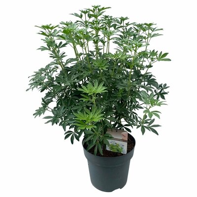 Choisya ternata Greenfingers, pot 17, h35 cm - afbeelding 1