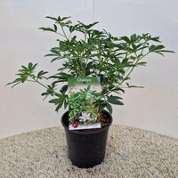 Choisya ternata Greenfingers, pot 17, h35 cm - afbeelding 2