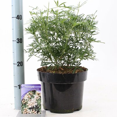 Choisya ternata White Dazzler, pot 19 cm, h 30 cm