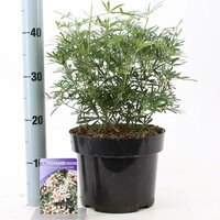 Choisya ternata White Dazzler, pot 19 cm, h 30 cm
