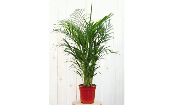 Chrysalidocarpus Lutescens (Goudpalm), pot 17 cm