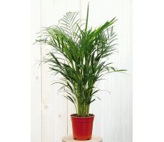 Chrysalidocarpus Lutescens (Goudpalm), pot 17 cm