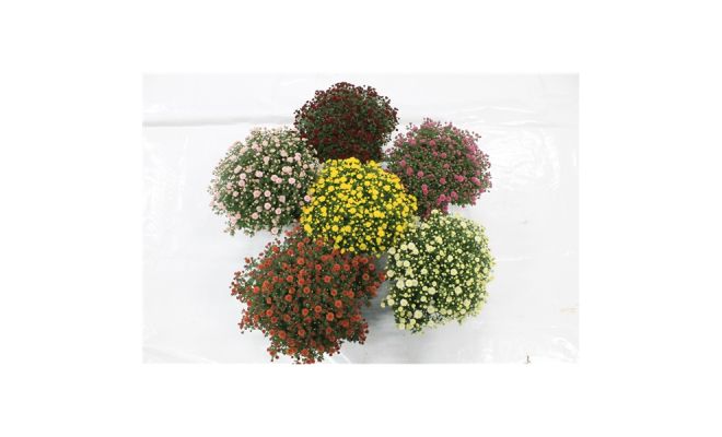 Chrysanthemum, (bolchrysant) gemixte kleuren, pot 19 cm - afbeelding 1