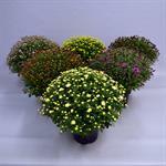 Chrysanthemum mix, pot 19 cm, h 40 cm