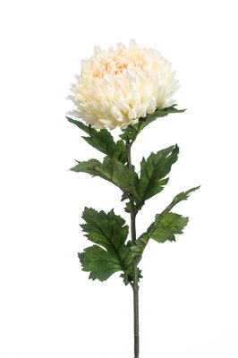 Chrysantsteel, 75 cm, creme