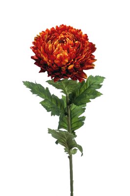 Chrysantsteel, 75 cm, oranje