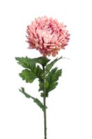 Chrysantsteel, 75 cm, oudroze
