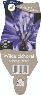 Cichorium intybus P11