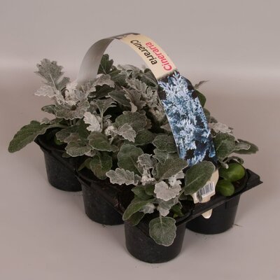 cineraria p9 sixpack