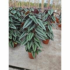 Cissus disc piramide, pot 24 cm, h 110 cm