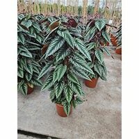 Cissus disc piramide, pot 24 cm, h 110 cm