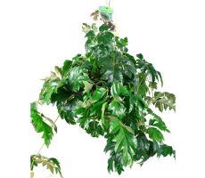 Cissus Rhombifolia Ellen Danica (Suikerdruifje) (Hangplant), pot 20 cm, h 40 cm