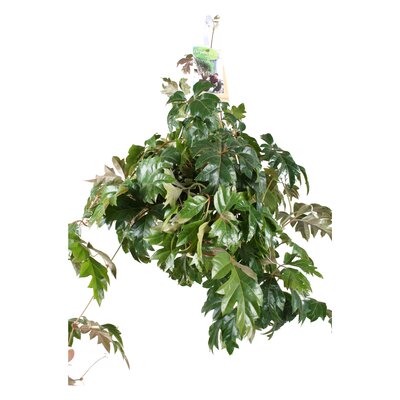Cissus rhombifolia 'Ellen Danica, pot 17 cm, h 60 cm