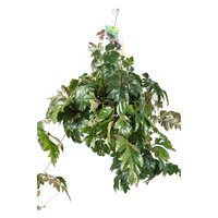 Cissus rhombifolia 'Ellen Danica (Suikerdruifje), hangpot 17 cm, h 60 cm - afbeelding 2