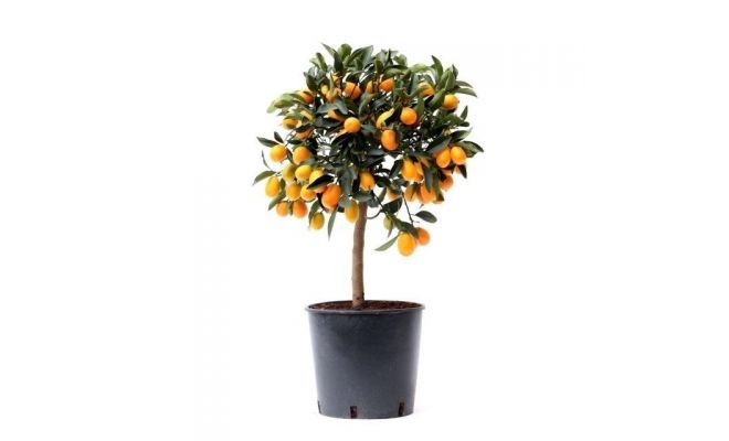 citrus fort. kumquat, pot 24 cm, h 90 cm - afbeelding 1