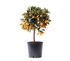 citrus fort. kumquat, pot 24 cm, h 90 cm - afbeelding 1