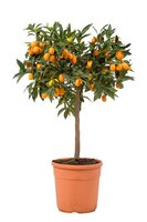 citrus fort. kumquat, pot 24 cm, h 90 cm - afbeelding 3