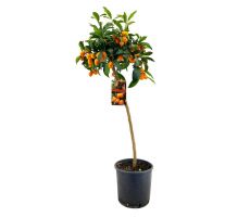 citrus fort. kumquat, pot 24 cm, h 90 cm - afbeelding 2