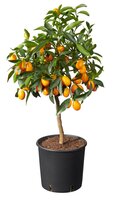 Citrus Kumquat, pot 20 cm, h 75 cm