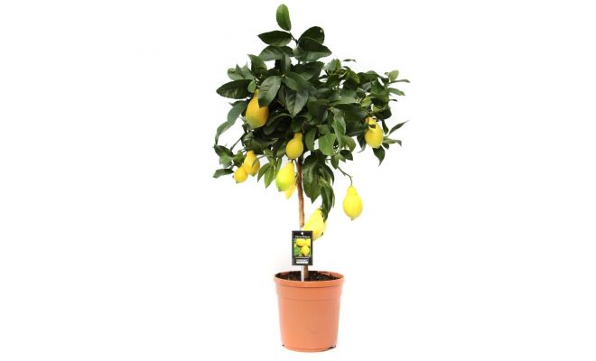 Citrus limon,  pot 34 cm h 140 cm - afbeelding 1