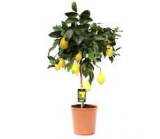 Citrus limon,  pot 34 cm h 140 cm - afbeelding 1