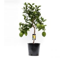 Citrus limon,  pot 34 cm h 140 cm - afbeelding 2