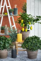 Citrus limon,  pot 34 cm h 140 cm - afbeelding 3