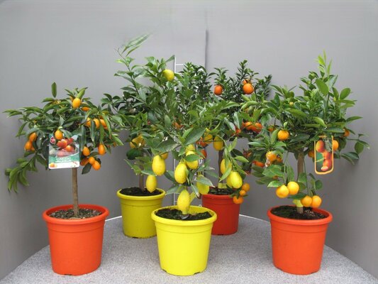 Citrus Mix, pot 17 cm, h 50 cm