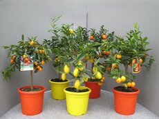 Citrus Mix, pot 17 cm, h 50 cm