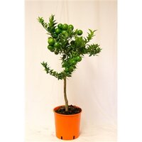 Citrus myrtifolia, pot 30 cm, stam 150 cm